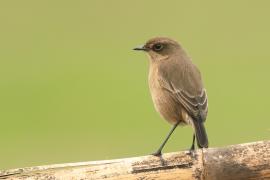 Wrzośnik - Pinarochroa sordida - Moorland Chat