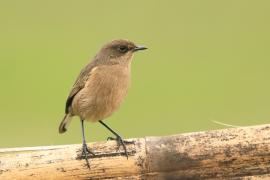 Wrzośnik - Pinarochroa sordida - Moorland Chat
