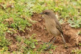 Wrzośnik - Pinarochroa sordida - Moorland Chat