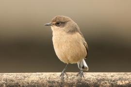 Wrzośnik - Pinarochroa sordida - Moorland Chat