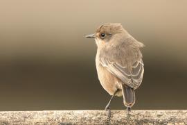 Wrzośnik - Pinarochroa sordida - Moorland Chat