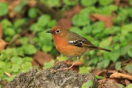 Drozdoń okularowy - Geokichla piaggiae - Abyssinian Ground Thrush