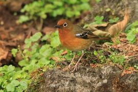 Drozdoń okularowy - Geokichla piaggiae - Abyssinian Ground Thrush