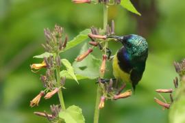 Nektarnik fioletowy - Cinnyris venustus - Variable Sunbird