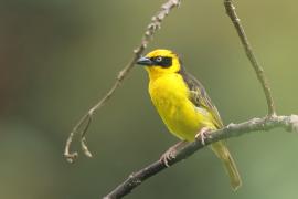 Wikłacz złotoczelny - Malimbus baglafecht - Baglafecht Weaver