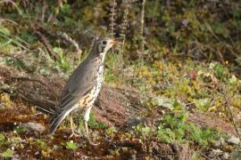 Drozd kroplisty - Psophocichla litsitsirupa - Groundscraper Thrush