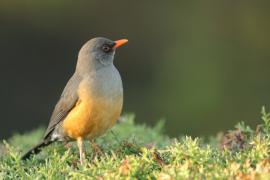 Drozd abisyński - Turdus abyssinicus - Ethiopian Thrush