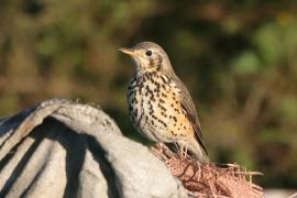 Drozd kroplisty - Psophocichla litsitsirupa - Groundscraper Thrush