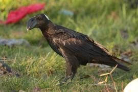 Kruk grubodzioby - Corvus crassirostris - Thick-billed Raven