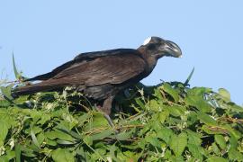 Kruk grubodzioby - Corvus crassirostris - Thick-billed Raven