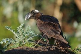 Kruk grubodzioby - Corvus crassirostris - Thick-billed Raven