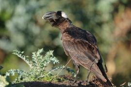 Kruk grubodzioby - Corvus crassirostris - Thick-billed Raven