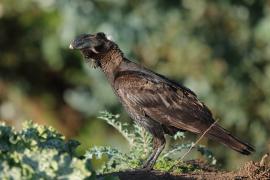 Kruk grubodzioby - Corvus crassirostris - Thick-billed Raven