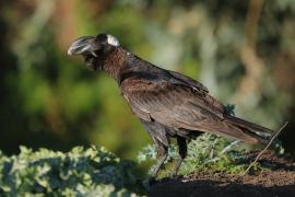 Kruk grubodzioby - Corvus crassirostris - Thick-billed Raven