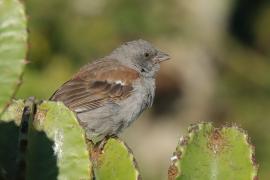 Wróbel szary - Passer swainsonii - Swainson's Sparrow