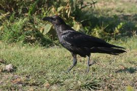 Kruk somalijski - Corvus edithae - Dwarf Raven
