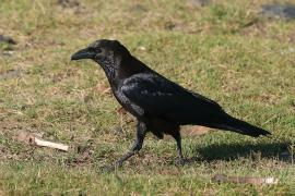 Kruk somalijski - Corvus edithae - Dwarf Raven