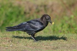 Kruk somalijski - Corvus edithae - Dwarf Raven