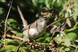 Prinia myszata - Prinia subflava - Tawny-flanked Prinia