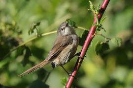 Prinia myszata - Prinia subflava - Tawny-flanked Prinia