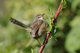 Prinia myszata - Prinia subflava - Tawny-flanked Prinia