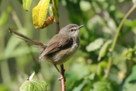 Prinia myszata - Prinia subflava - Tawny-flanked Prinia