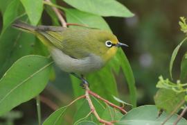 Szlarnik białooki - Zosterops poliogastrus - Broad-ringed White-eye