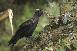 Kruk grubodzioby - Corvus crassirostris - Thick-billed Raven