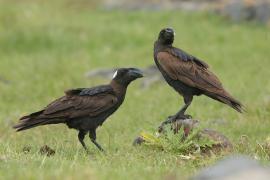 Kruk grubodzioby - Corvus crassirostris - Thick-billed Raven