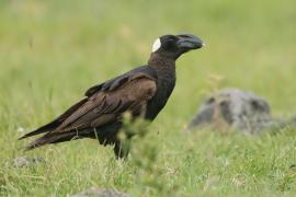 Kruk grubodzioby - Corvus crassirostris - Thick-billed Raven