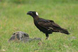 Kruk grubodzioby - Corvus crassirostris - Thick-billed Raven