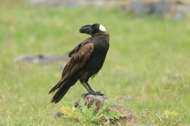Kruk grubodzioby - Corvus crassirostris - Thick-billed Raven