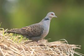 Turkawka żałobna - Streptopelia lugens - Dusky Turtle Dove