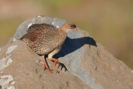 Szponiastonóg etiopski - Pternistis castaneicollis - Chestnut-naped Francolin