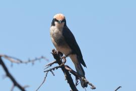 Białoczub białorzytny - Eurocephalus rueppelli - Northern White-crowned Shrike