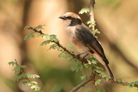 Białoczub białorzytny - Eurocephalus rueppelli - Northern White-crowned Shrike