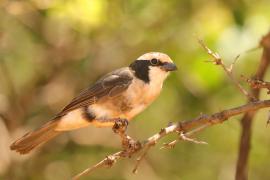 Białoczub białorzytny - Eurocephalus rueppelli - Northern White-crowned Shrike