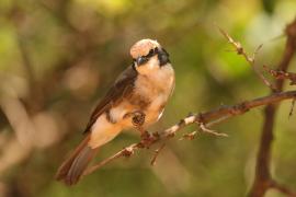 Białoczub białorzytny - Eurocephalus rueppelli - Northern White-crowned Shrike