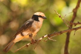 Białoczub białorzytny - Eurocephalus rueppelli - Northern White-crowned Shrike