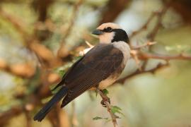 Białoczub białorzytny - Eurocephalus rueppelli - Northern White-crowned Shrike