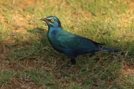 Błyszczak stalowy - Lamprotornis chalybaeus - Greater Blue-eared Starling