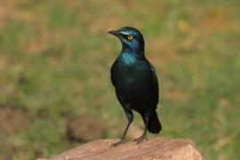 Błyszczak stalowy - Lamprotornis chalybaeus - Greater Blue-eared Starling