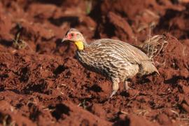 Szponiastonóg żółtogardły - Pternistis leucoscepus - Yellow-necked Spurfowl