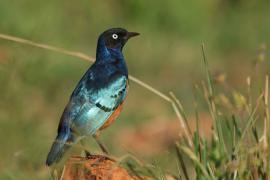 Błyszczak rudobrzuchy - Lamprotornis superbus - Superb Starling