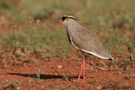 Czajka koroniasta - Vanellus coronatus - Crowned Lapwing