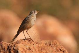 Świergotek gładki - Corydalla leucophrys - Plain-backed Pipit