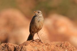 Świergotek gładki - Anthus leucophrys - Plain-backed Pipit