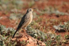 Świergotek gładki - Anthus leucophrys - Plain-backed Pipit