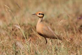 Rączak mały - Cursorius temminckii - Temminck's Courser