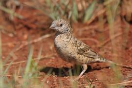 Amadyna obrożna - Amadina fasciata - Cut-throat Finch